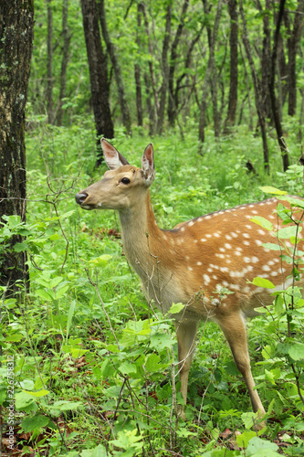 Spotted deer in a green forest.