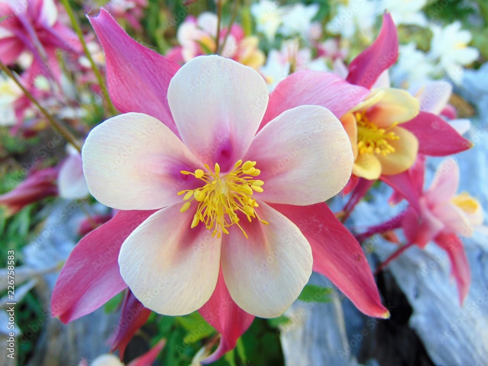pink flowers on a background pink flowers on a background
