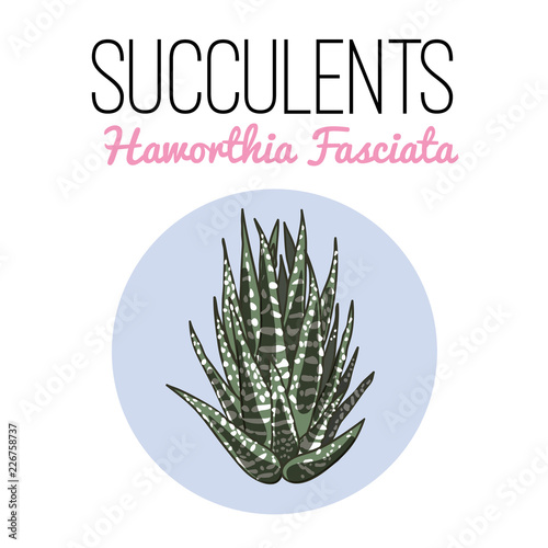 The illustration of beautiful succulent hawortia fasciata. Vector floral design. Botanical card.