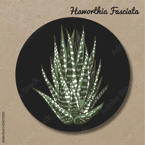 The illustration of beautiful succulent hawortia fasciata. Vector floral design. Botanical card.