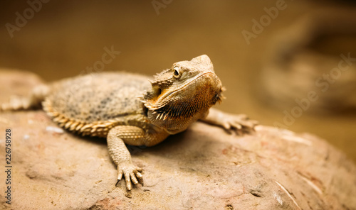 Picture of flat-tailed desert horned lizard resting on rock