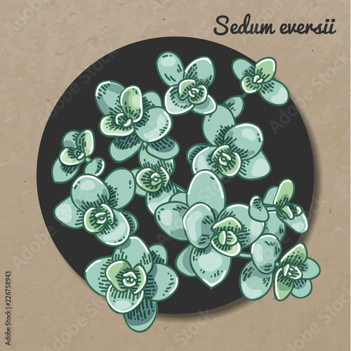 The illustration of beautiful succulent sedum eversii. Vector floral design. Botanical card. photo