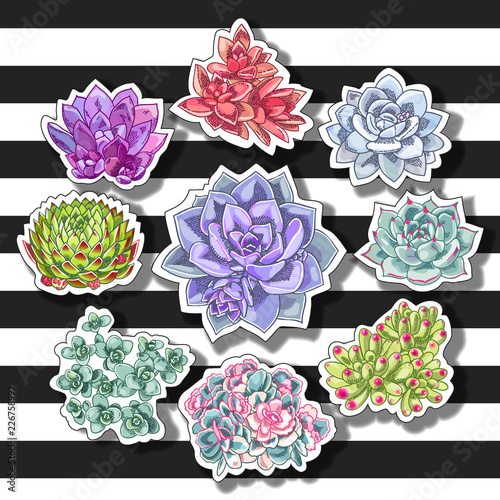 Succulent patch illustration. Floral stickers on a striped background. Vector decorative wreath.