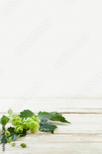 Beer hop plant on white wooden background with copy space photo