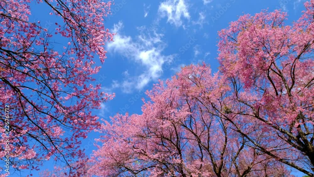 Sakura trees, pink cherry blossoming flowers, Spring season Sakura trees, pink cherry blossoming flowers, Spring season
