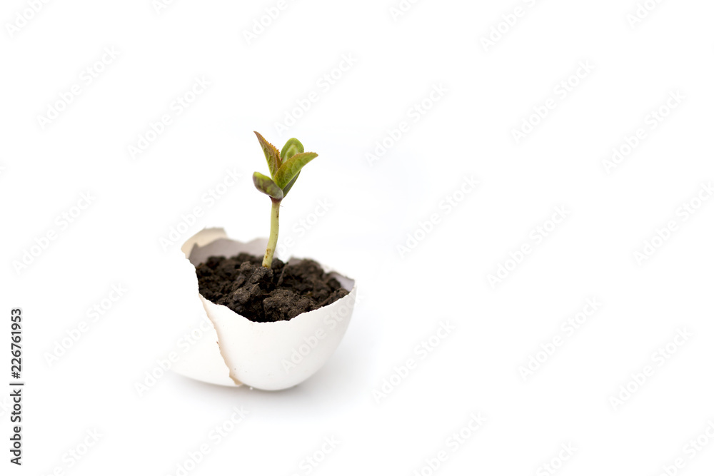 A small sprout of a tree or plant grows in the ground in an eggshell on a white background with space for text, advertising. Creative idea, copy space. A small sprout of a tree or plant grows in the ground in an eggshell on a white background with space for text, advertising. Creative idea, copy space.