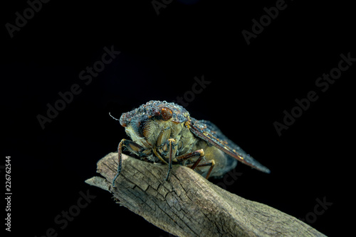 cicada close up image