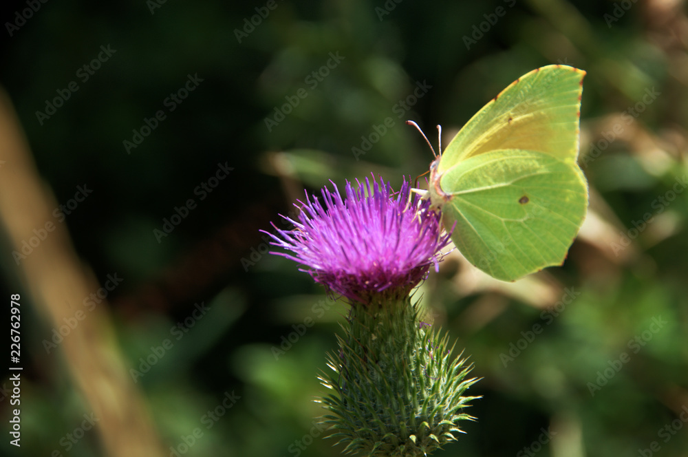 Coleas crocea; Clouded Yellow Butterfly on Thistle flower Coleas crocea; Clouded Yellow Butterfly on Thistle flower
