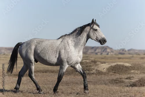 Obraz Dziki mustang przy Theodore Roosevelt parkiem narodowym w Północnym Dakota, usa