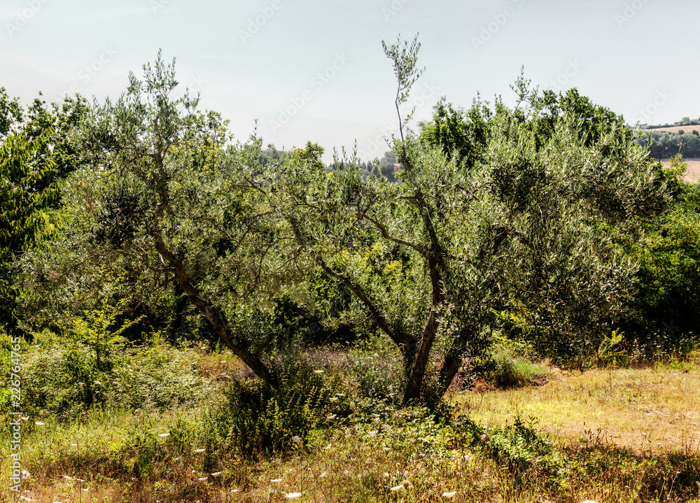 Fototapeta premium Tuscan olive tree in evening light