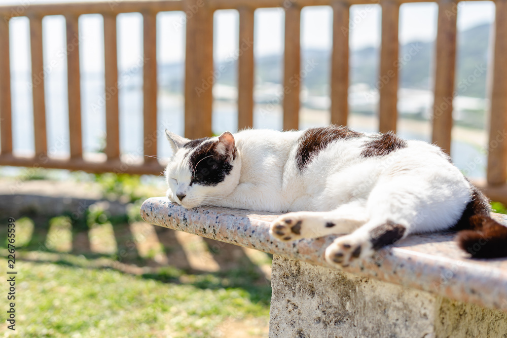 Obraz premium A sleeping wild cat in the park