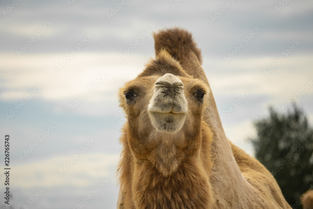 Fototapeta premium Dromedary camel head