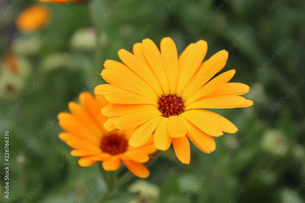 Bright marigold flowers Bright marigold flowers