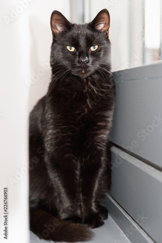 Black cat resting by the window