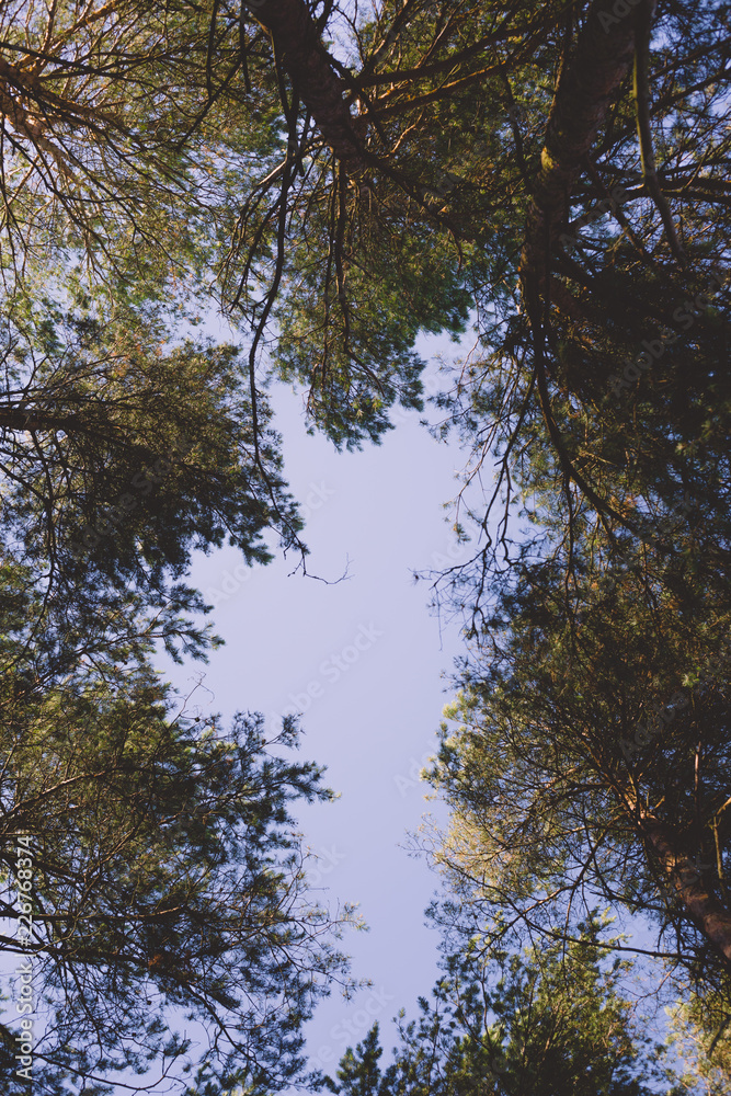 Obraz premium trees in autumn