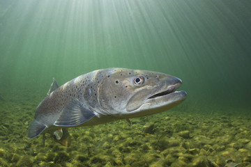 Common huchen (Hucho hucho) swimming in nice river. Beautiful salmonid fish in close up photo. Underwater photography in wild nature. Mountain creek habitat.