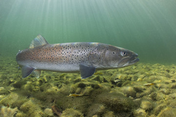 Common huchen (Hucho hucho) swimming in nice river. Beautiful salmonid fish in close up photo. Underwater photography in wild nature. Mountain creek habitat.