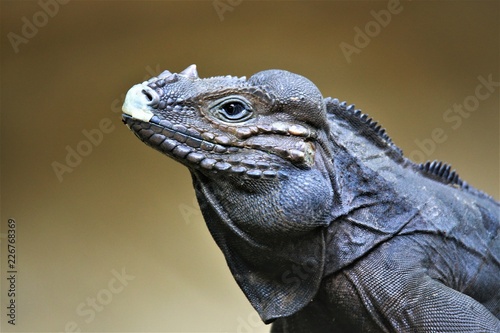 komodo dragon photo