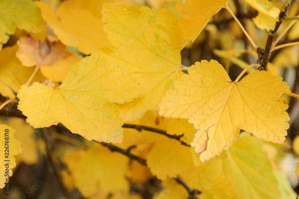 Yellow autumn leaves Yellow autumn leaves