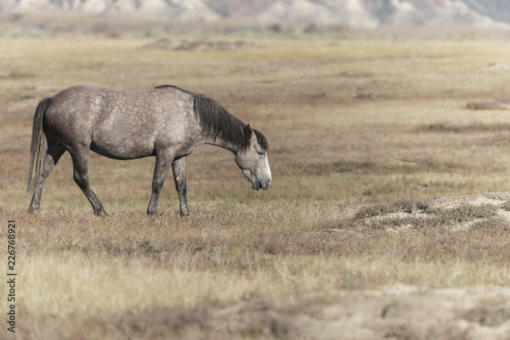 Wild Mustang at Theodore Roosevelt National Park in North Dakota, USA Wild Mustang at Theodore Roosevelt National Park in North Dakota, USA