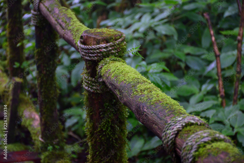 moss moss