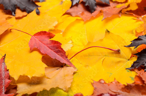 A bunch of red  yellow and purple autumn leaves. Bright nature. Color background for autumn posters