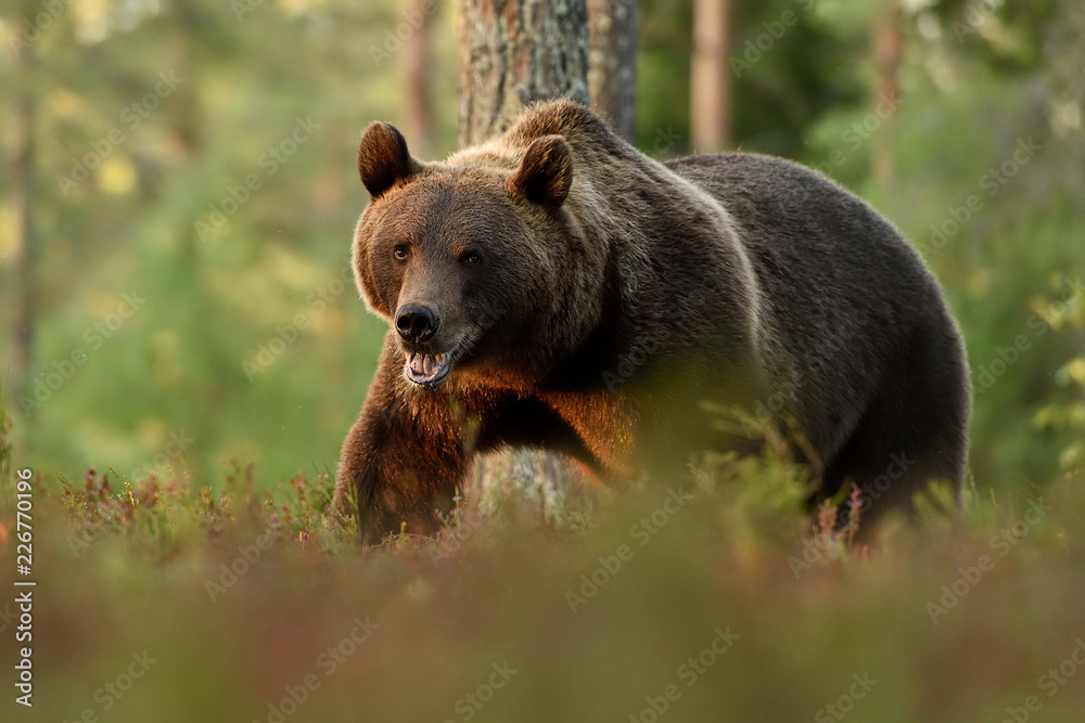Brown bear walking in forest scenery