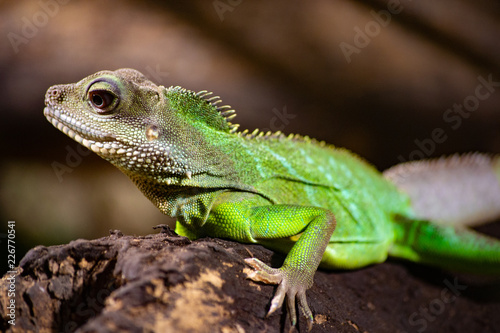 Green iguana on a branch © mamik77777