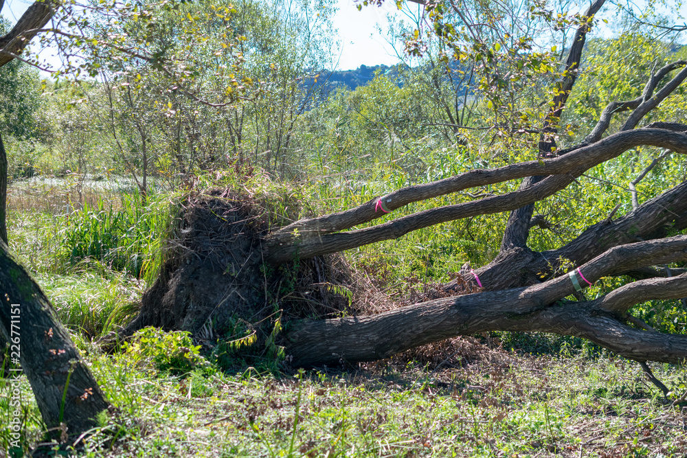 Fototapeta premium 台風で根元から倒れた遊水地の木