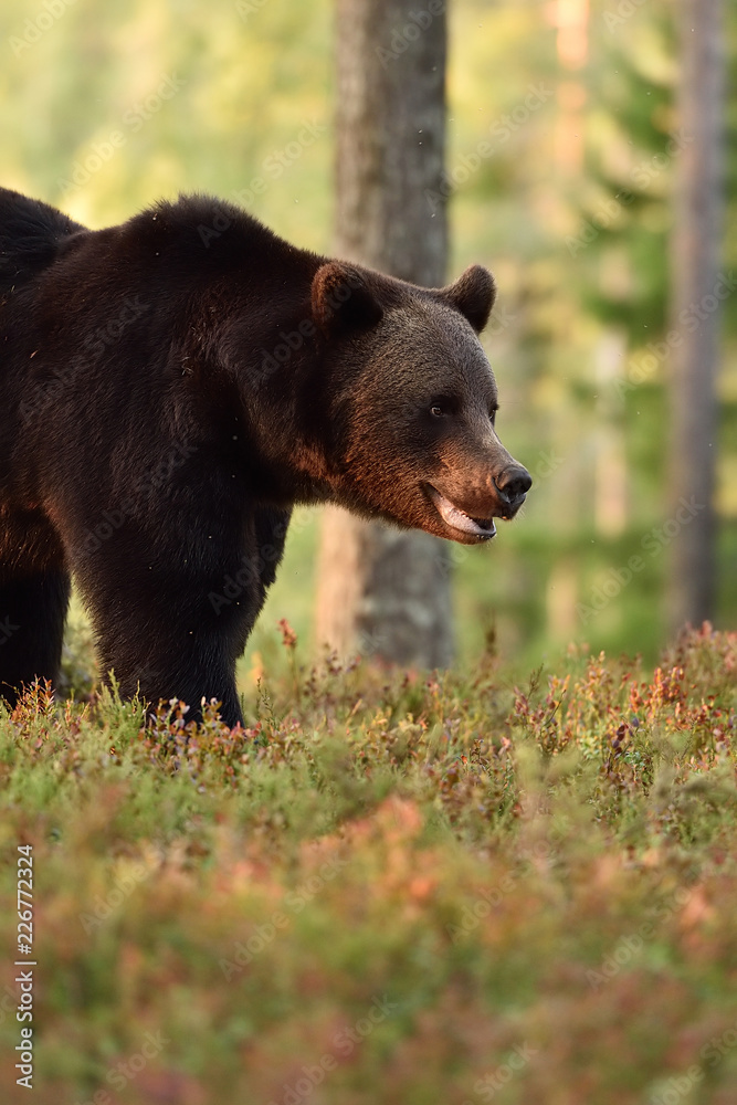Fototapeta premium Side view of a brown bear in forest scenery