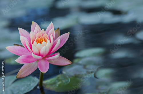 Pink water lily background.