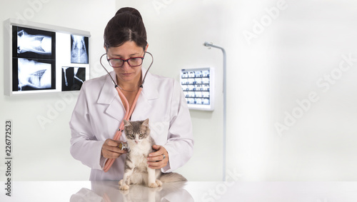 Veterinarian examining teeth of a cat while doing checkup at clinic