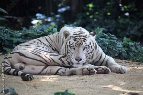 Bild auf Leinwand white tiger