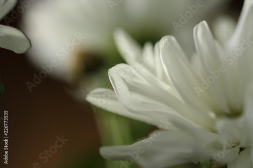 Fototapeta Naklejka Na Ścianę i Meble -  chrysanthemen, Chrysanthemum, blumen, weiß, macro