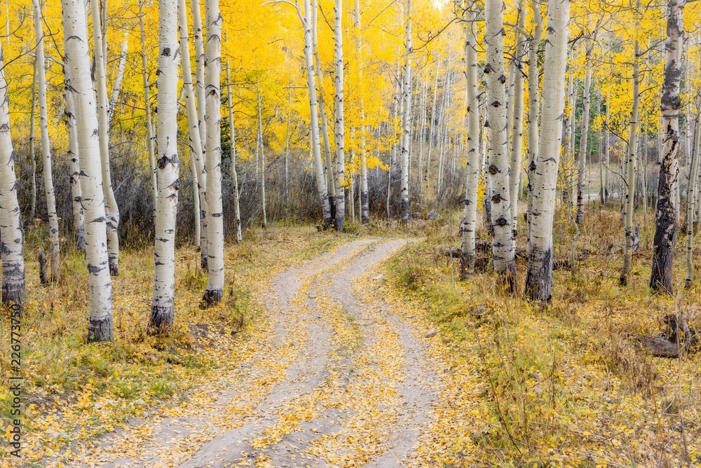 Dirt road through aspen trees in Colorado - fall