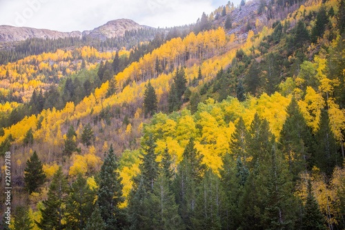 Layers of golden trees on a hillside in Colorado during autumn