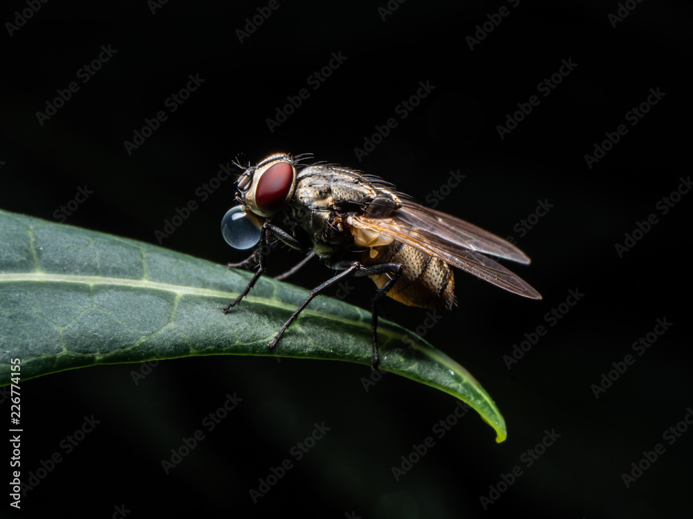 the Fly in black the Fly in black
