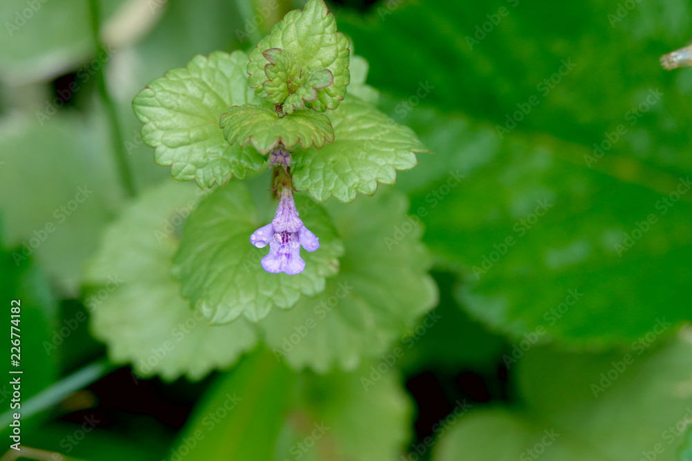 Creeping Charlie Flower in Bloom Creeping Charlie Flower in Bloom