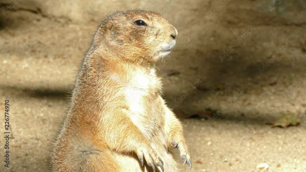 BLACK-TAILED PRAIRIE DOG (Cynomys ludovicianus).
Close-up of prairie dog watching upright, while chewing and blinking. BLACK-TAILED PRAIRIE DOG (Cynomys ludovicianus).
Close-up of prairie dog watching upright, while chewing and blinking.