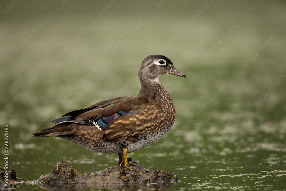 Wood Duck female taken in southern MN in the wild Wood Duck female taken in southern MN in the wild