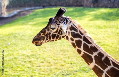 Giraffe outside background.