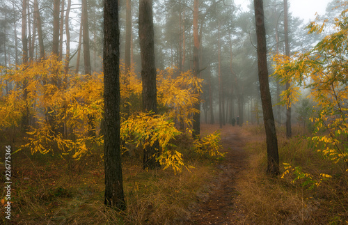 Fototapeta Naklejka Na Ścianę i Meble -  walk in the autumn forest. autumn colors. autumn fogs. melancholy.