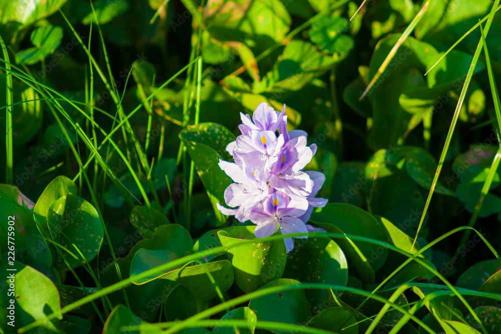 Flower Flower