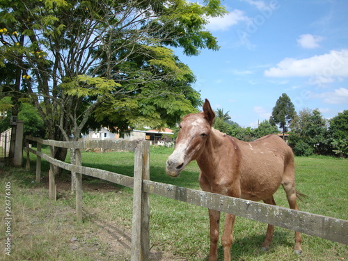 horse and foal
