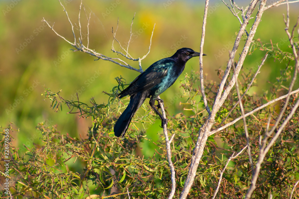Fototapeta premium Crow