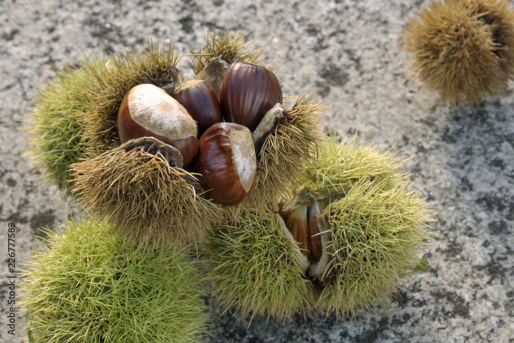 Sweet Chestnut still life. Castanea sativa. Edible chestnut Sweet Chestnut still life. Castanea sativa. Edible chestnut