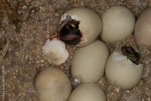 Wood Duck eggs hatching in nest, taken under controlled conditions