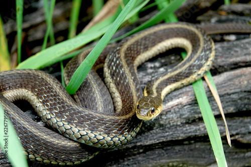 Eastern Garter Snake on Log photo