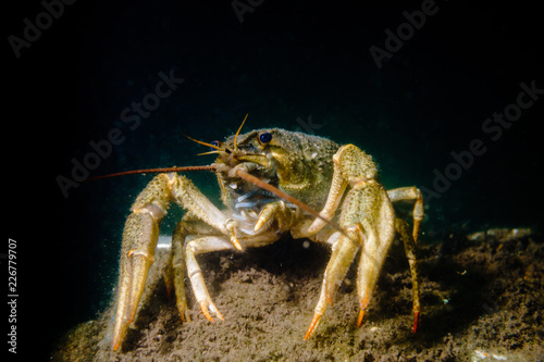 Crayfish on the muddy bottom of the lake. © Artur