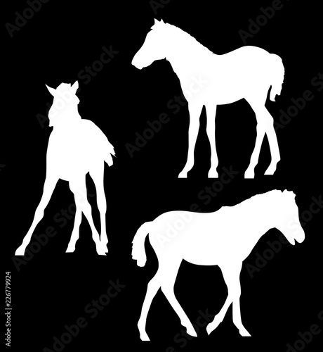 three colts silhouettes isolated on black